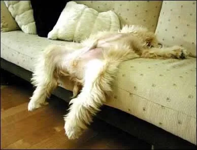 Quel animal,  l'tat adulte, a la facult de dormir et rver debout ?