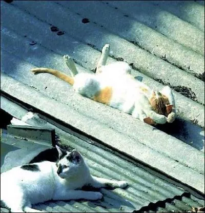 Quel humoriste franais, dans un sketch dlirant, nous parle  des deux bouts d'un bout   ?