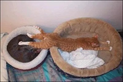 L'une de ces trois maladies peut vous conduire  un tat de catalepsie !