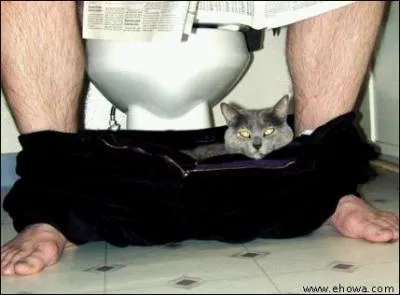 En dehors du chat, quel autre animal creuse un trou pour faire ses besoins ?