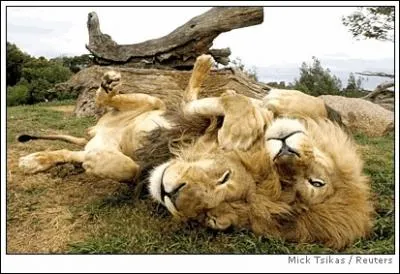 Premier roman de Raymond Chandler, mettant en scne le dtective Philippe Marlowe !