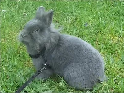 En espagnol,  lapin  se dit...