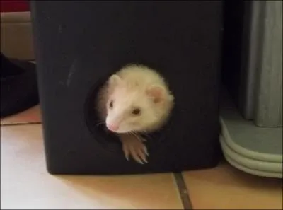 Et  furet , cela se dit...