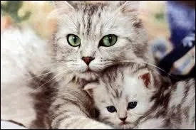 C'est un bb... avec sa mre.