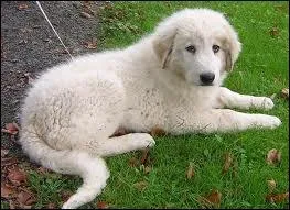 Ce... est le meilleur ami de l'homme.