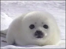 Quel est cet animal ?