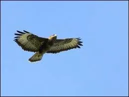  J'adore les (grands) oiseaux , en espagnol, cela se dit...