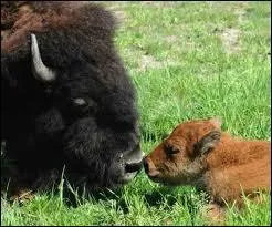 Quelle est l'espce de ces animaux ?