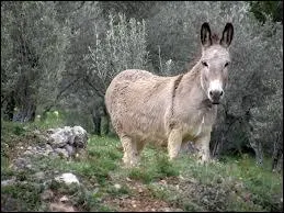 Quel est cet animal ?