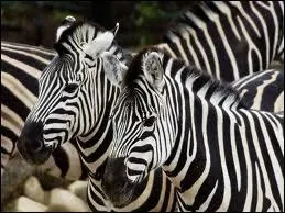 Ces animaux sont des...