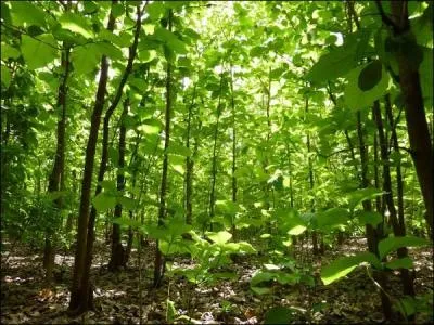 Le tex est un grand arbre de la famille des Verbnaces, qu'on trouve en Inde. Vrai ou faux ?