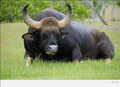 Je suis un gros bovid vivant en Asie du Sud-Est galement nomm gayal, surtout quand il est domestiqu.