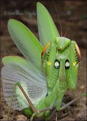 Pourquoi a-t-on associ l'adjectif  religieuse   la mante ?