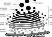 Quiz Les ribosomes et le rticulum endoplasmique granuleux
