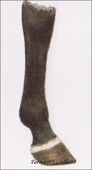 Quelle est cette race de balzane ?