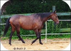 Le pas est une allure  ;