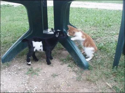 Film de 2006, avec Christian Clavier et Daniel Auteuil, la photo devrait, si j'ose dire, vous mettre la puce  l'oreille !