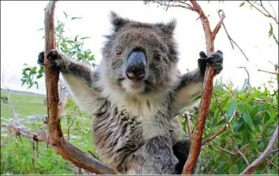 Sur quel continent vous trouvez-vous ?