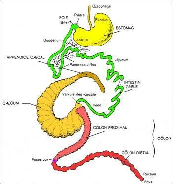 De quel ministre est responsable l'estomac ?