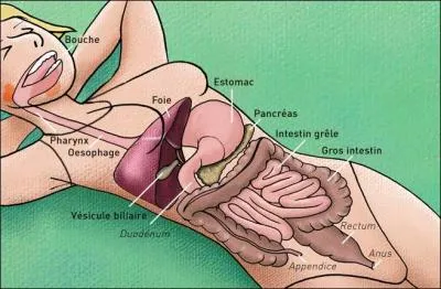 De quel ministre est responsable le gros intestin ?