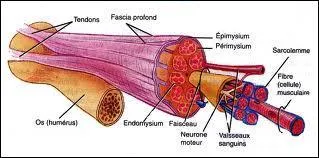 Quel lment est concern par l'lasticit du muscle ?
