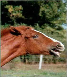 Quel est le caractre de ce cheval ?