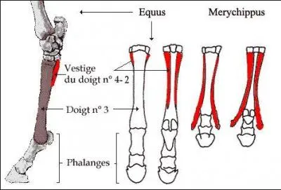 Sur quoi marche un cheval?