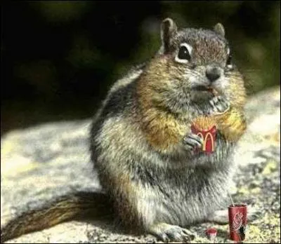 Il a l'air d'avoir une  Mcfaim  ! Pour la nourriture exotique, allez dans un archipel des Seychelles :