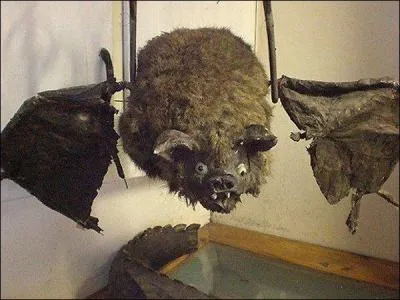 Avec quel autre animal cette chauve-souris est-elle croise ?