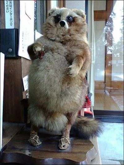 Cette marmotte porte des sandales :