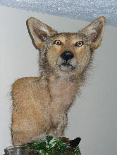 Quel animal est-ce ?