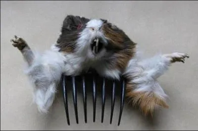  quoi sert ce hamster ?