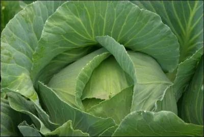 Prouvez qu'en plus de la culture, vous avez le bouillon !