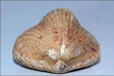 Fossile n  l'Ordovicien et qui connut son apoge au Secondaire, je suis :