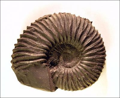 Quel est ce fossile qui est apparu au Dévonien pour connaître une grande diversité pendant le secondaire avant de disparaître peu après la crise Crétacé-paléocène ?