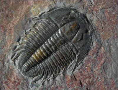 Comment se nomme ce fossile ayant vécu au Primaire, depuis le Cambrien jusqu'au Permien ?