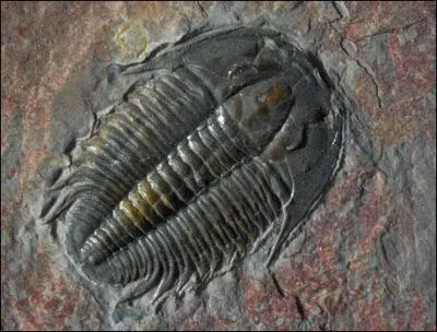 Comment se nomme ce fossile ayant vcu au Primaire, depuis le Cambrien jusqu'au Permien ?