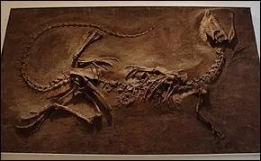 De quelle famille de dinosaures, le dilophosaure est-il l'anctre ?