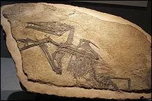 Lequel de ces trois ptrosaures (reptiles volants) n'avait pas de dents ?