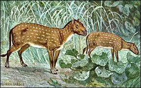 A quelle poque sont apparus les premiers chevaux (hyracotherium) ?