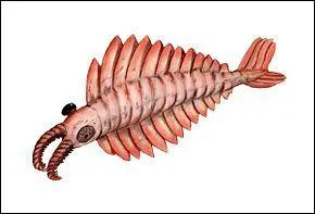 Au Cambrien, comment s'appelait le superprdateur de la faune de Burgess ?