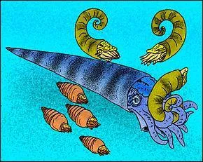 Quelle tait la taille moyenne du cameroceras, un nautilode (seiches, calmars, nautiles et pieuvres) gant de l'Ordovicien ?