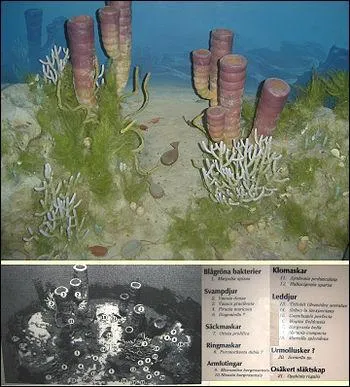 Durant l're primaire quel animal jonchait sur le sol de la mer ?