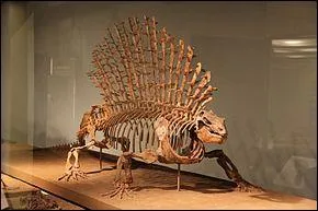 Comment nomme-t-on l'ordre de reptiles mammaliens portant un voile sur le dos (dimtrodon et daphosaure) au Permien ?