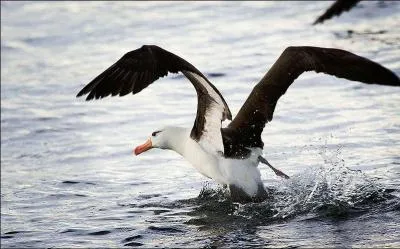 Quel oiseau a la plus grande envergure pouvant atteindre 3, 50 mtres ?