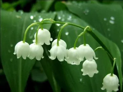 Durant quel mois peut-on offrir du muguet ?