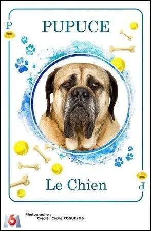 Comment s'appelle le chien qui, dans la srie, s'appelle Pupuce ?