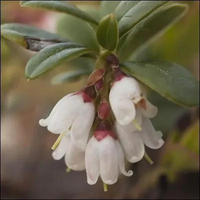 Jolies inflorescences que vous trouverez dans la nature.
