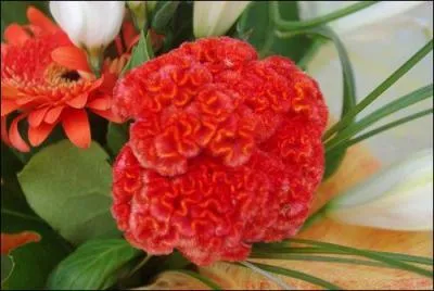 Plante de la famille des Amaranthaceae, idéale en fleurs à couper, pour l'ornement des balcons ou séchées pour faire des décorations perpétuelles. Elle offre des inflorescences de velours élégamment ondulé.