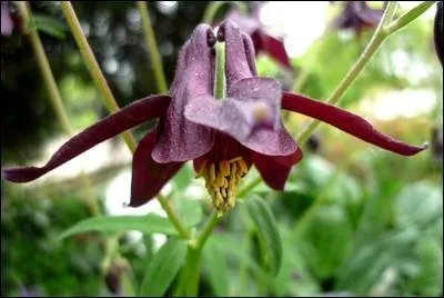 Soixante espèces se disputent les concours d'élégance et offrent une palette de couleurs allant du blanc à la somptueuse tonalité "lie-de-vin".